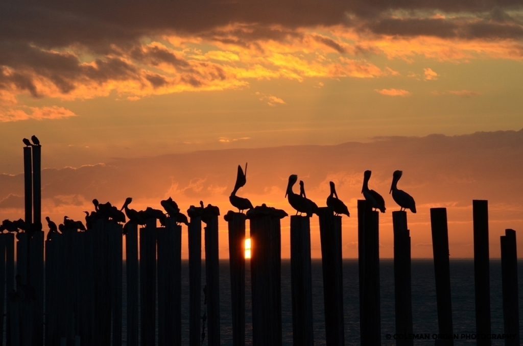 Pelicans at Sunset Louisiana
